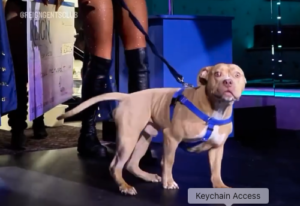 REIGN Show Me Your Pitties